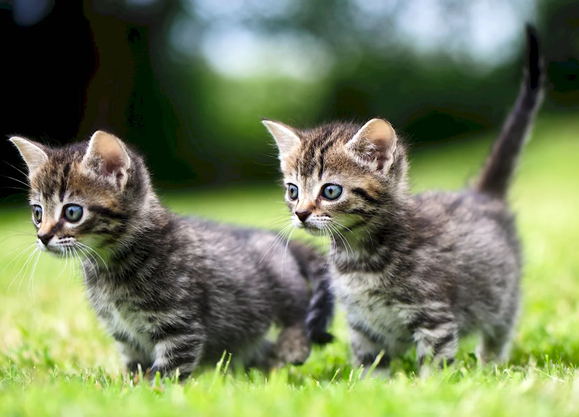 Маленькие котики