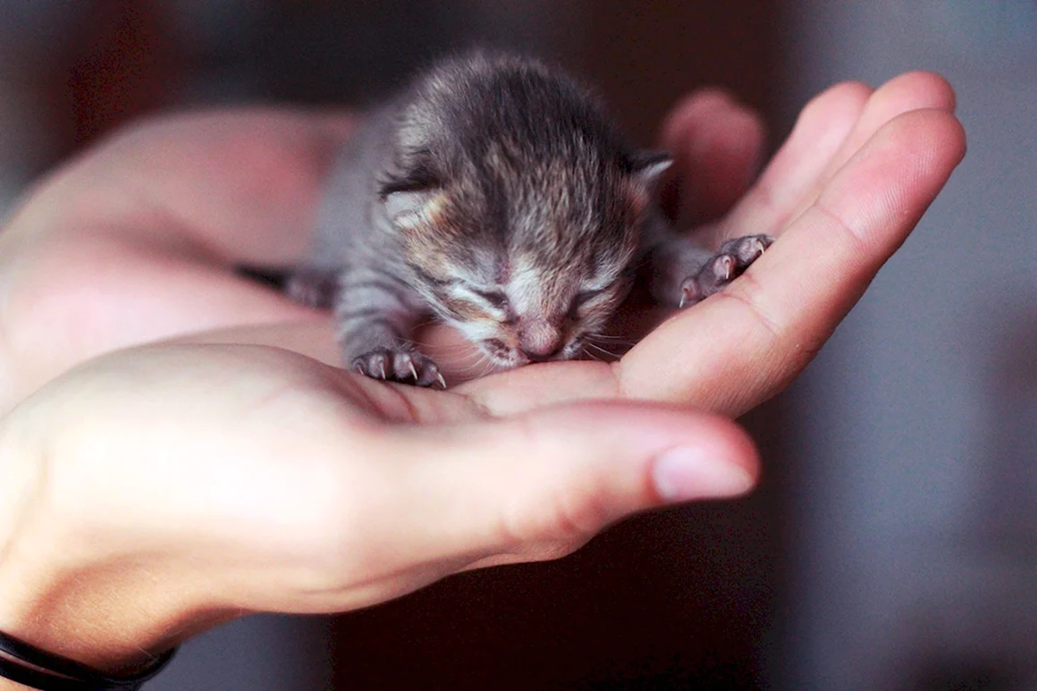 Маленькие котики