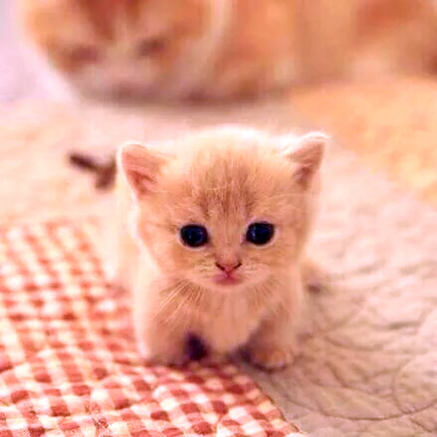 Маленькие котики