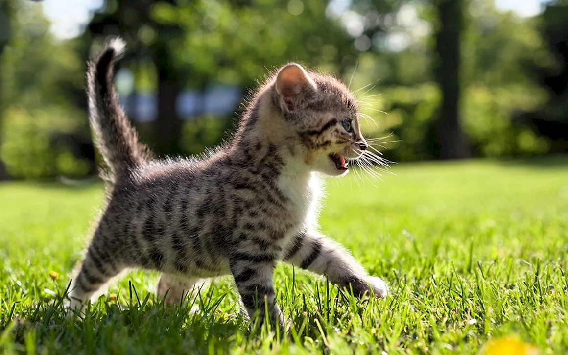 Маленькие котики