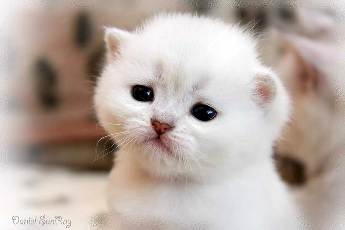 Маленькие котики