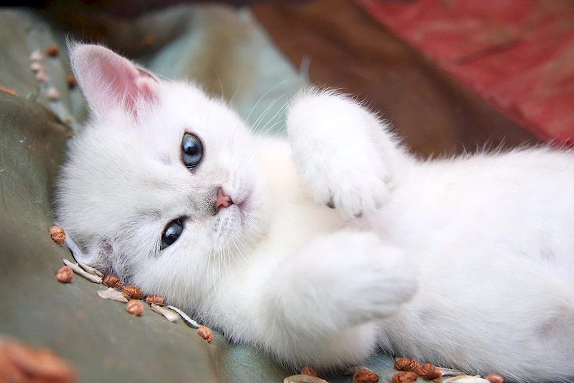 Маленький Беленький котенок