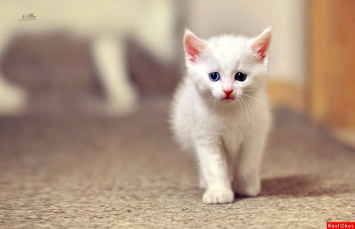 Маленький Беленький котенок