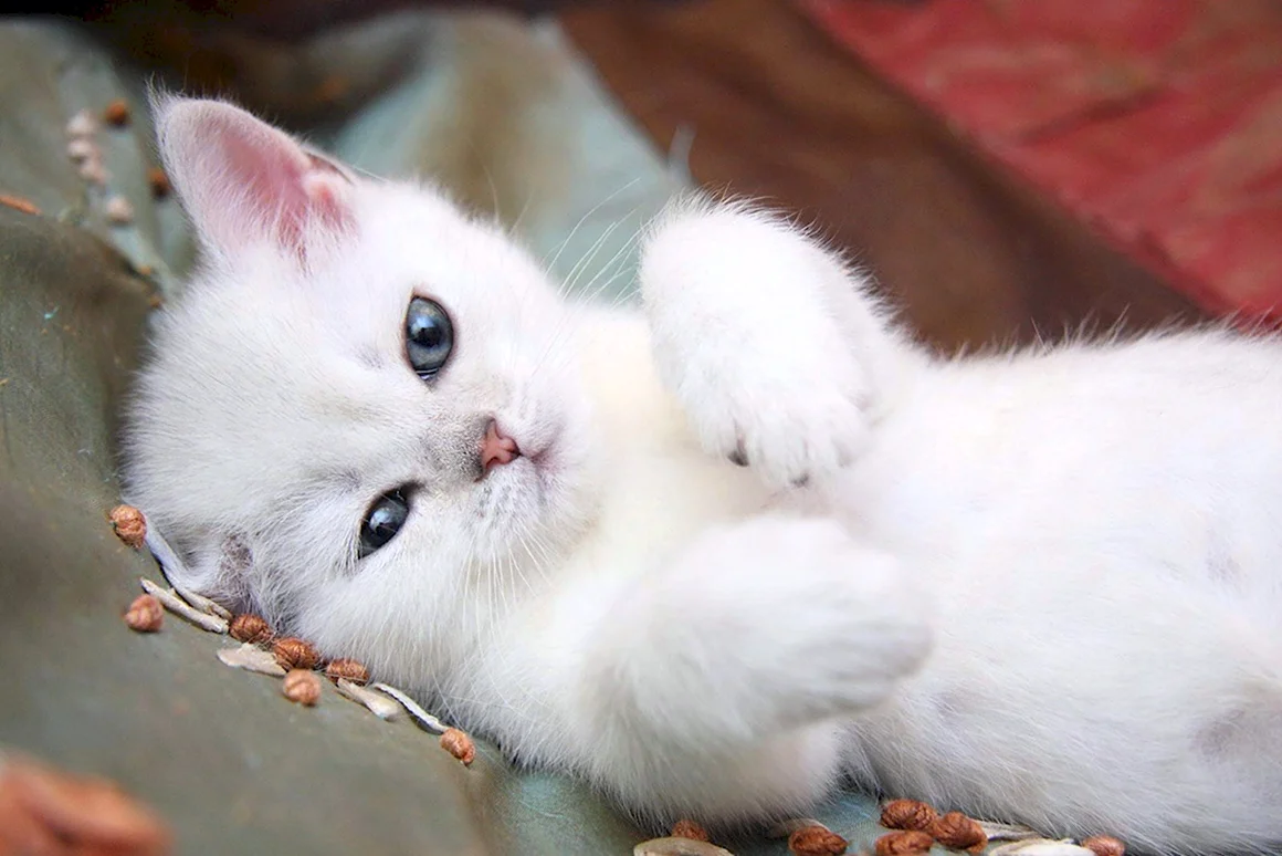 Маленький Беленький котенок