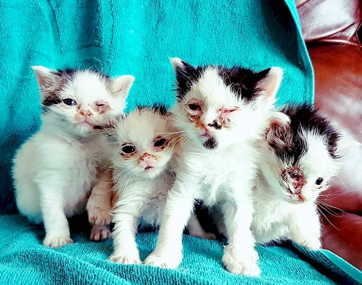 Маленький котенок