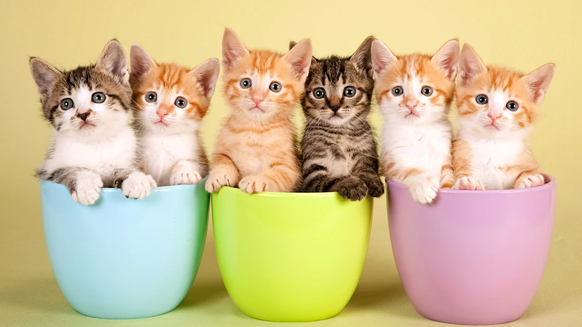 Маленький котенок