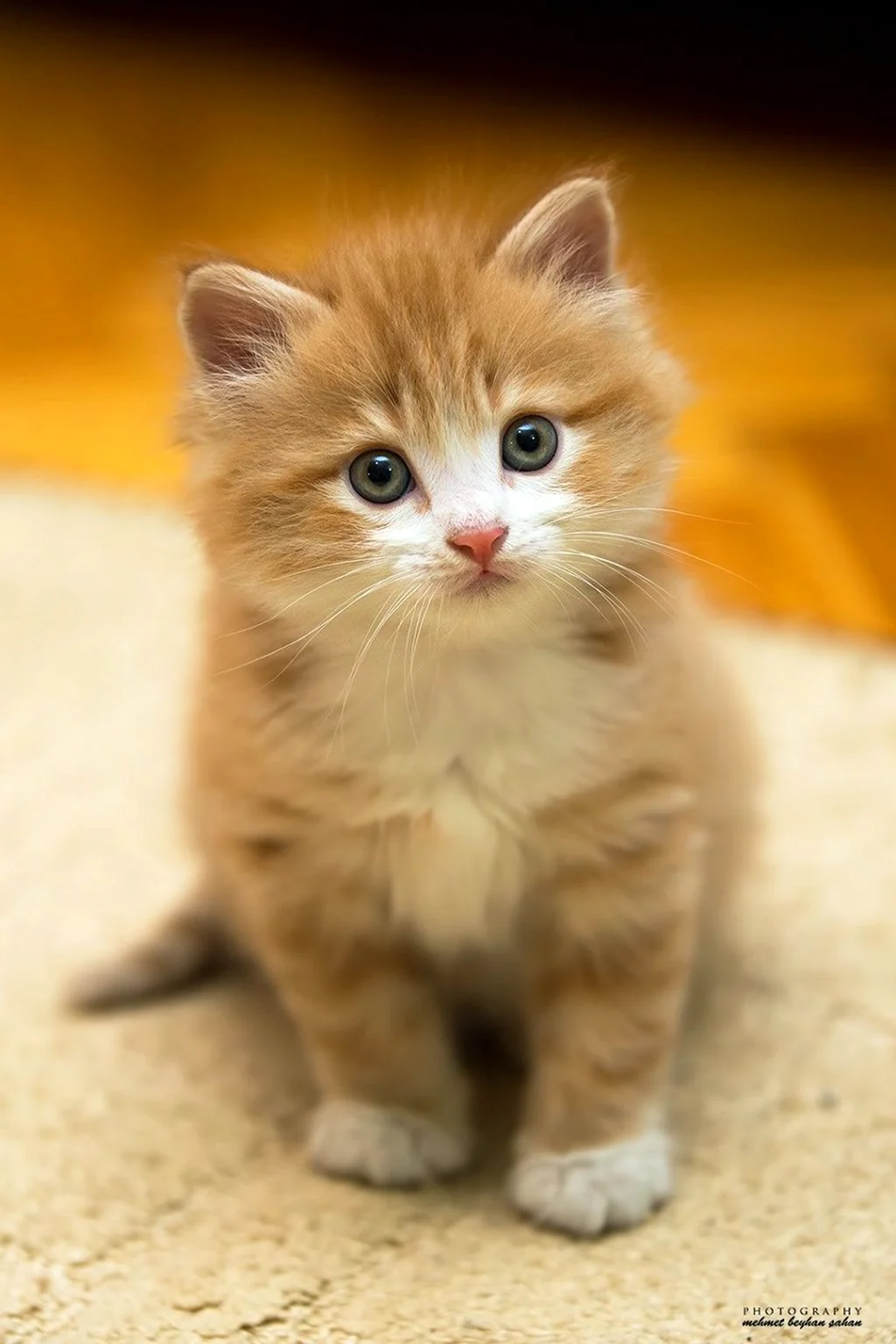 Маленький котенок
