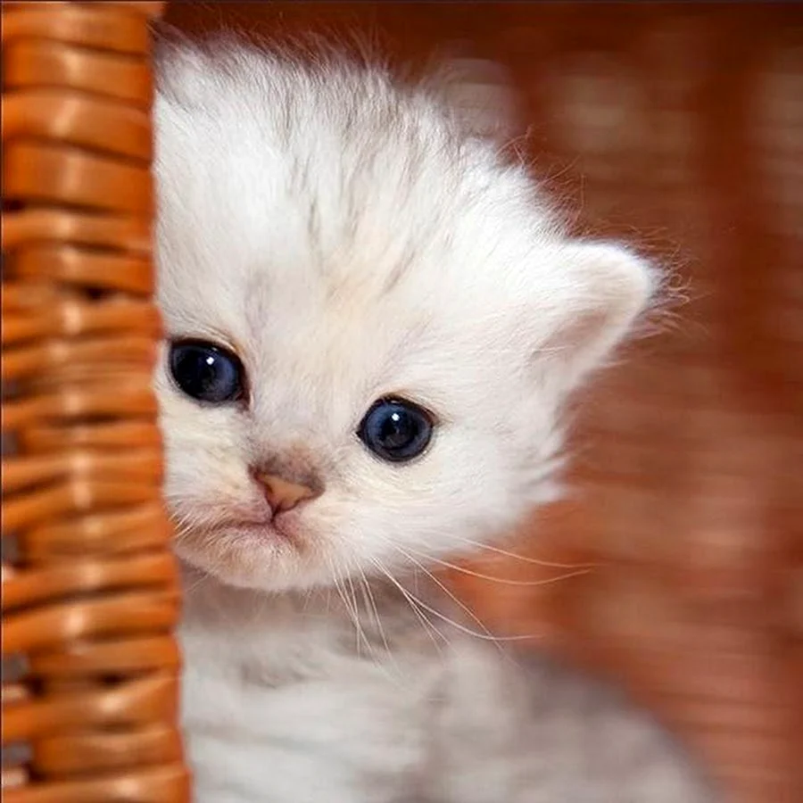 Маленький котенок белый виноват