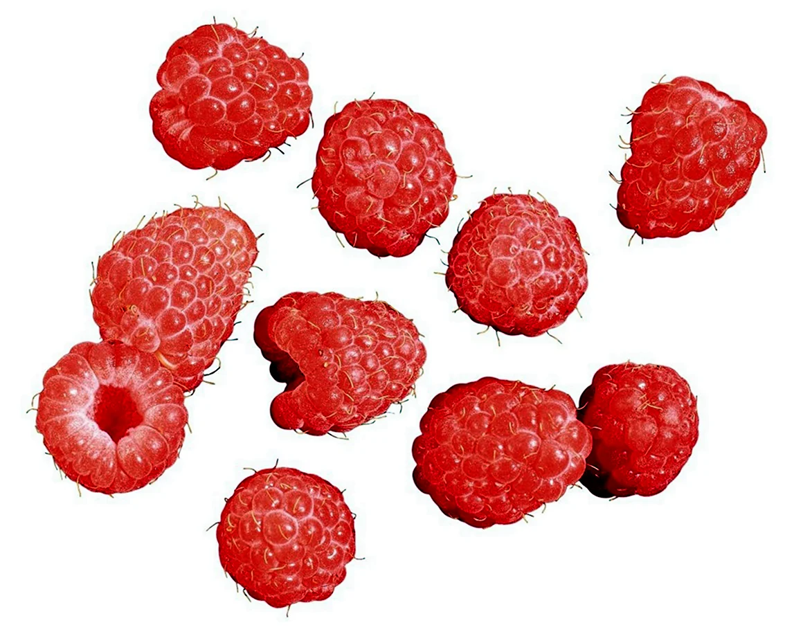 Малина