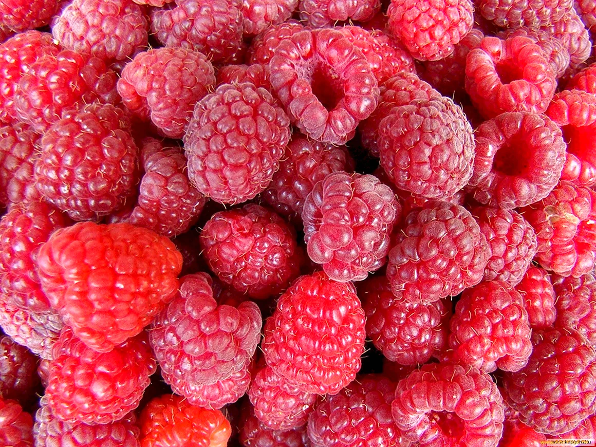 Малина фон