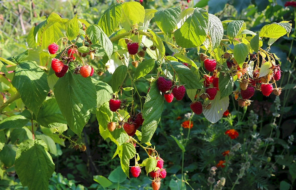 Малина кустарник