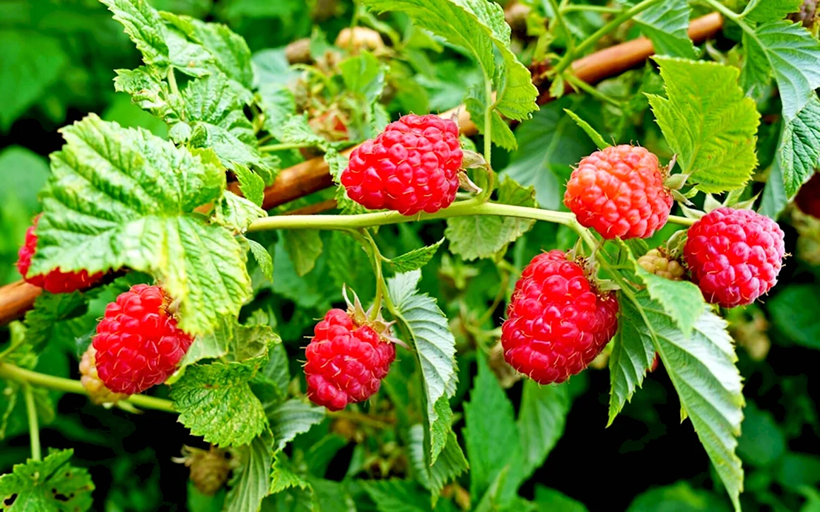 Малина обыкновенная Rubus idaeus