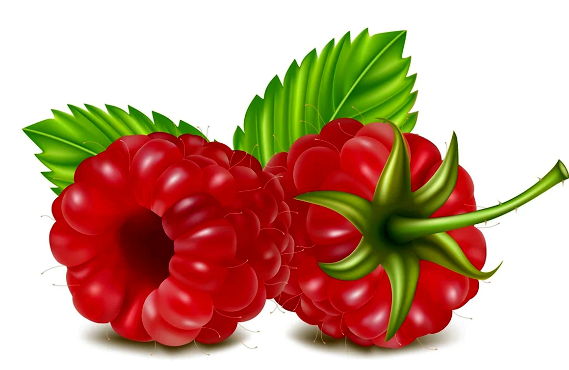 Малина вектор