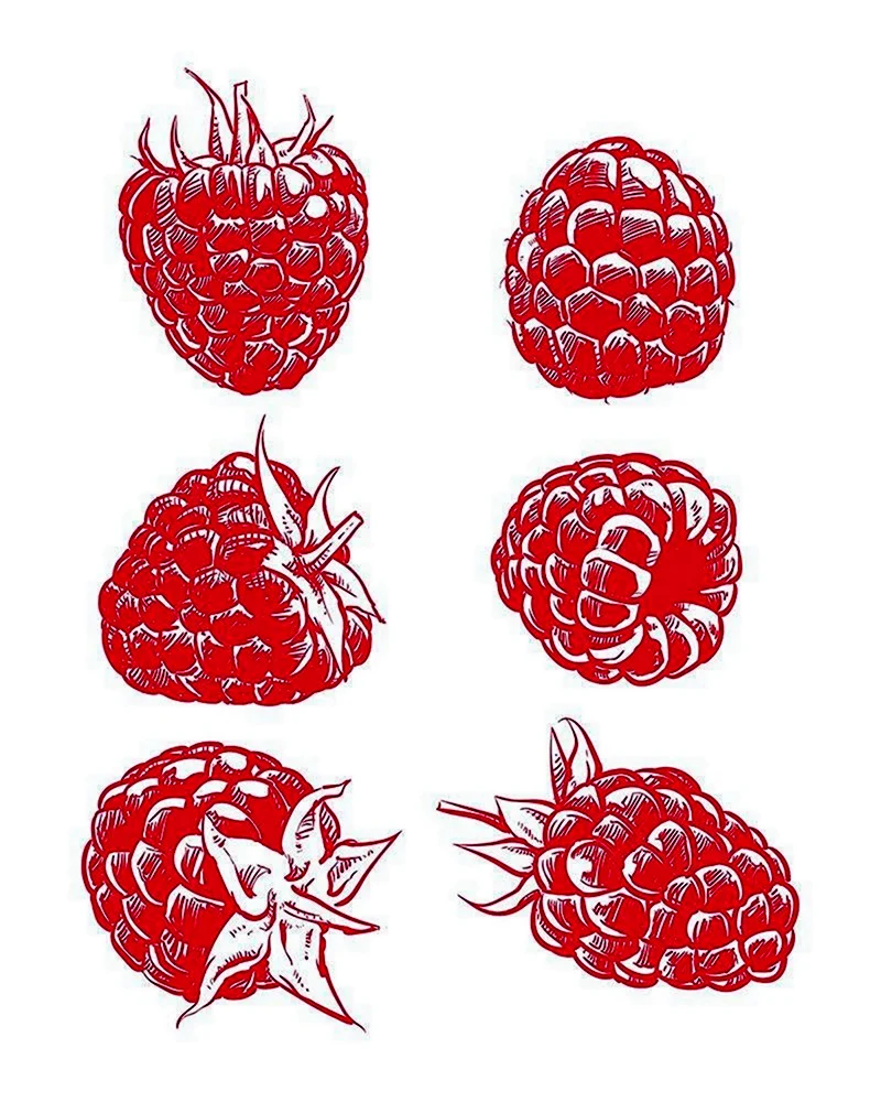 Малина векторный рисунок