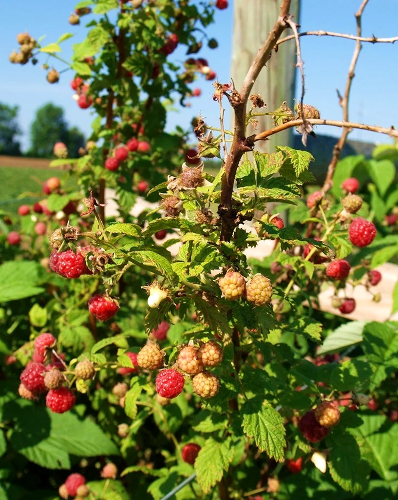 Малинник куст