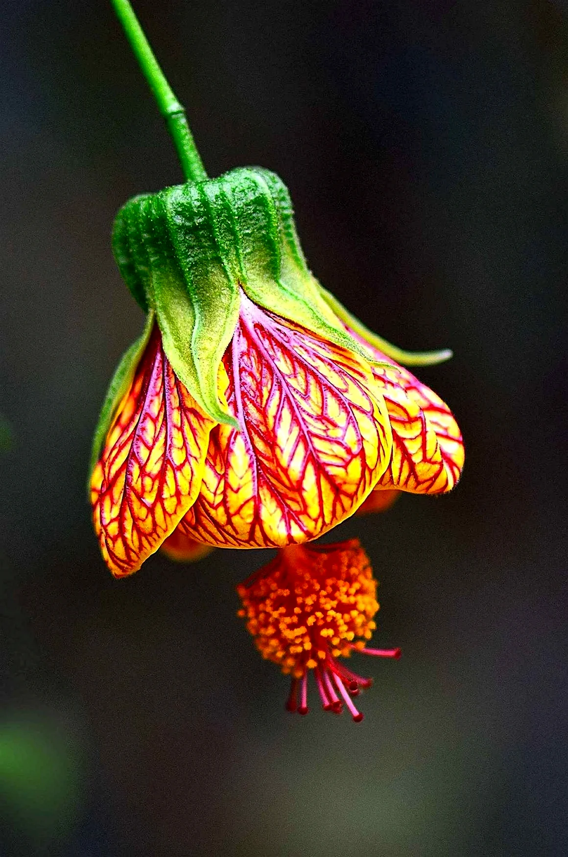 Malvaceae genus Abutilon