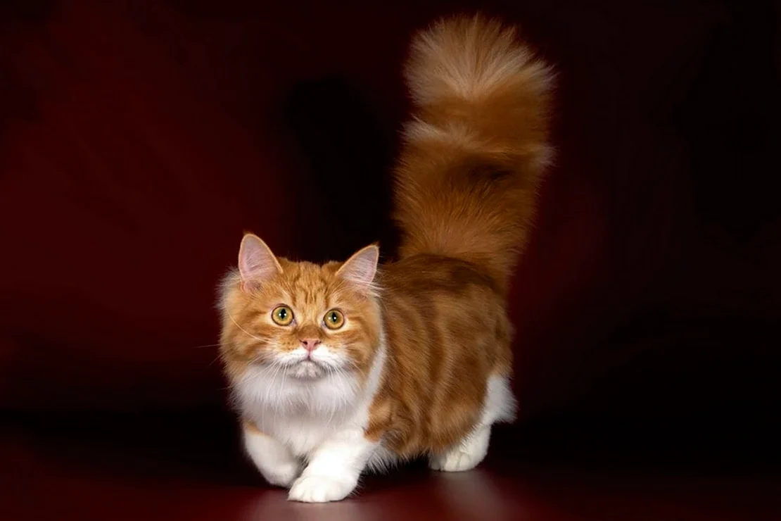 Манчкин