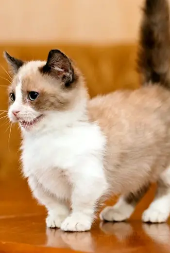 Манчкин кот
