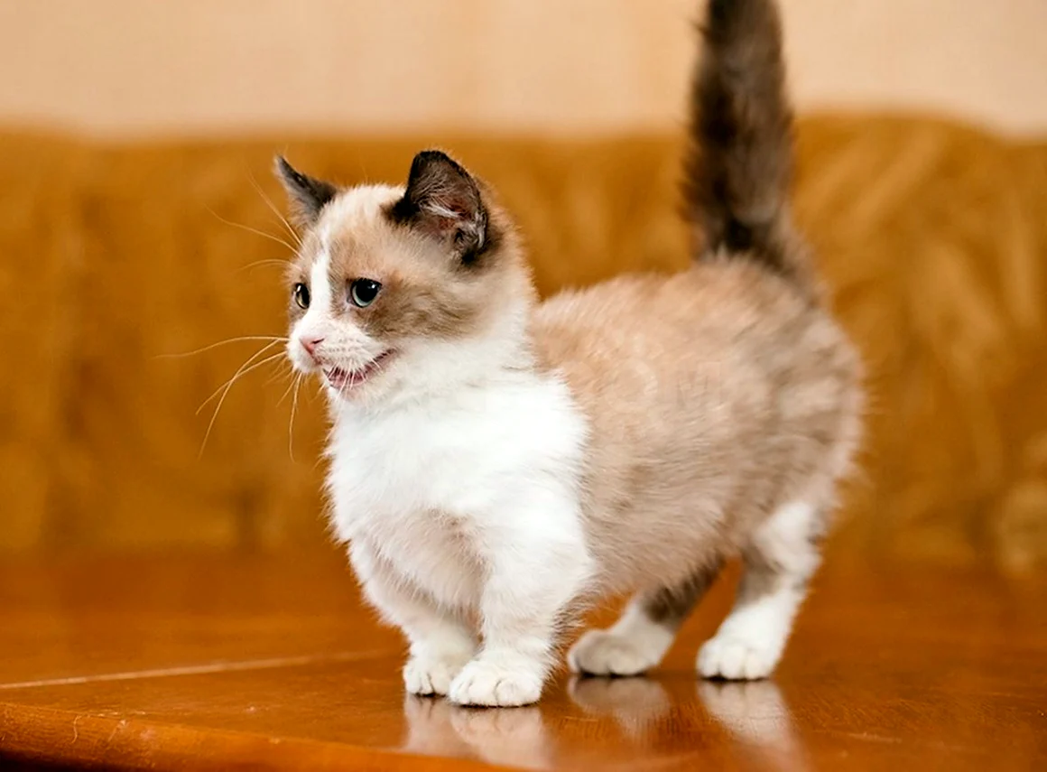 Манчкин кот