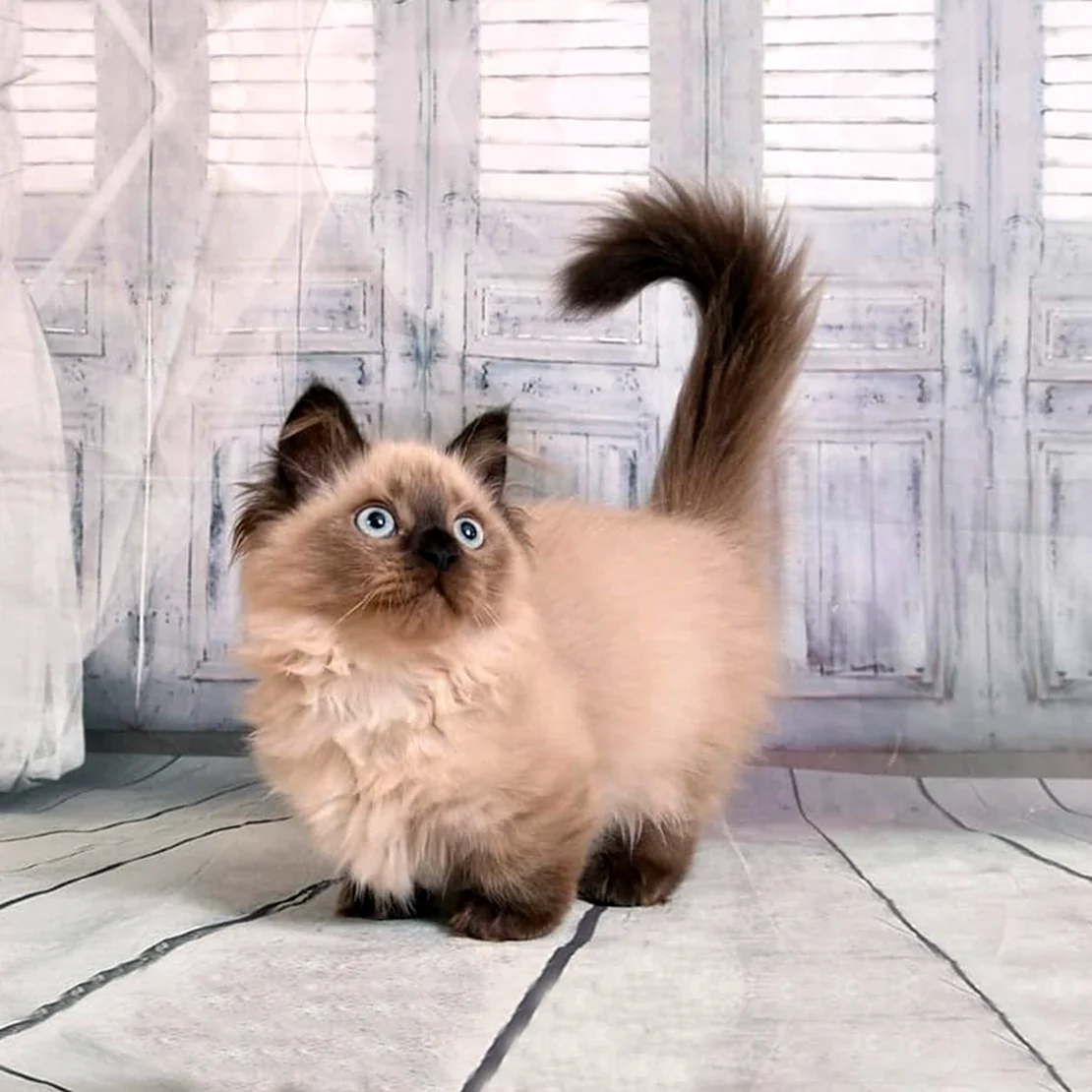 Манчкин кот
