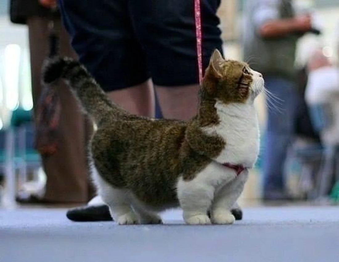 Манчкин кот