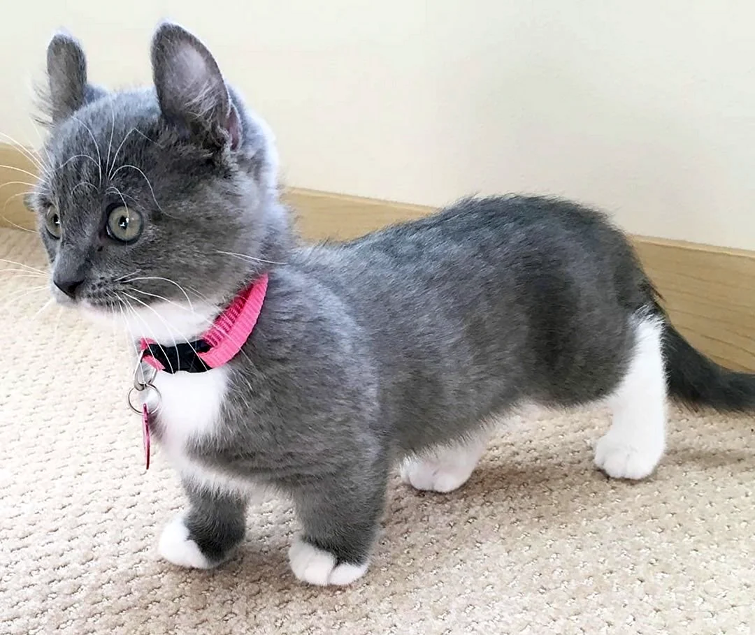 Манчкин котята