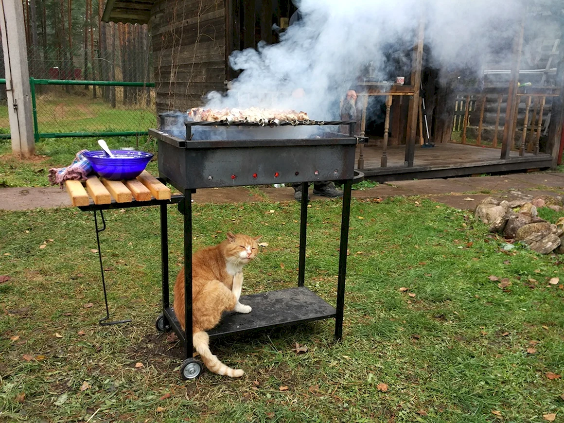 Мангал кот