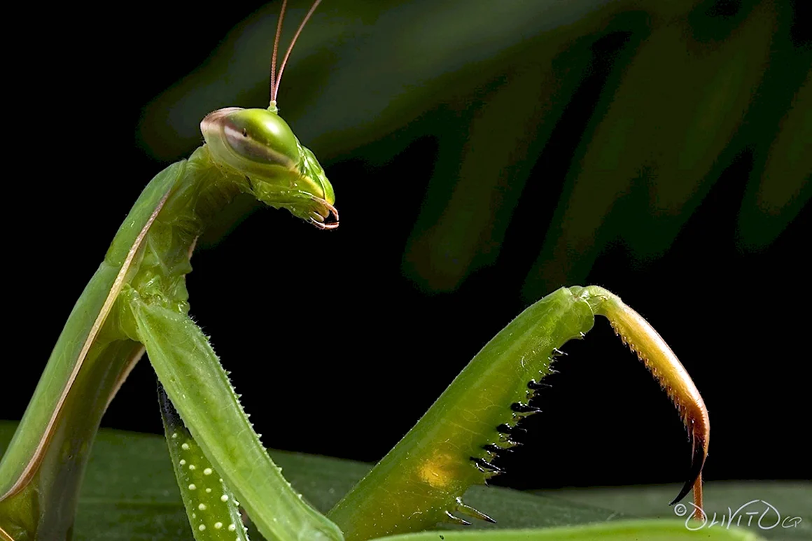 Mantis species
