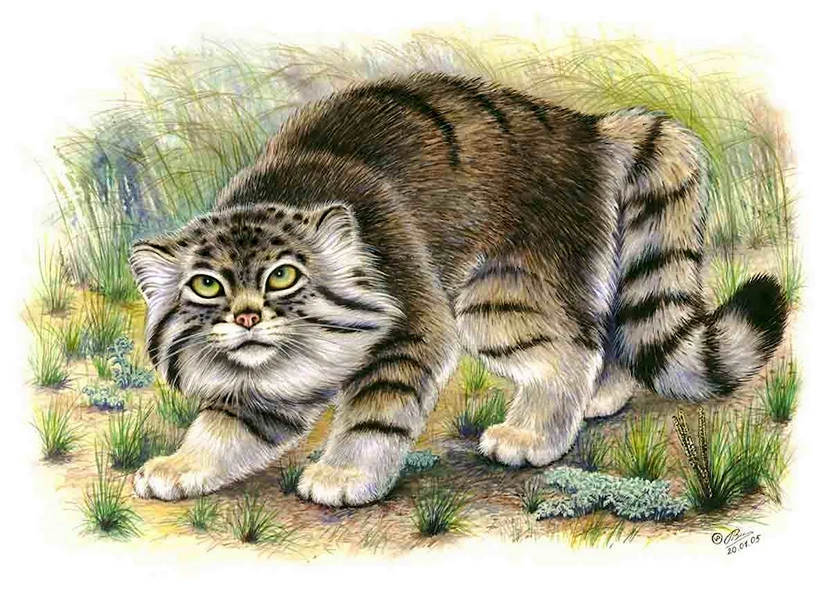 Манул