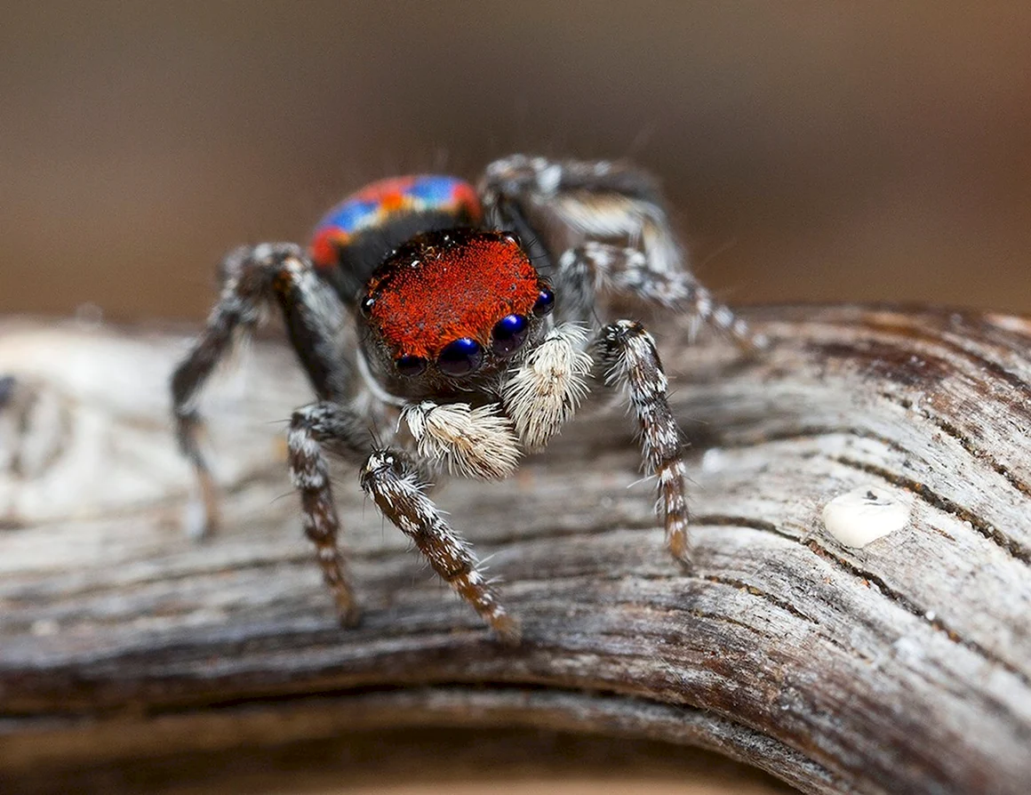 Maratus Bubo