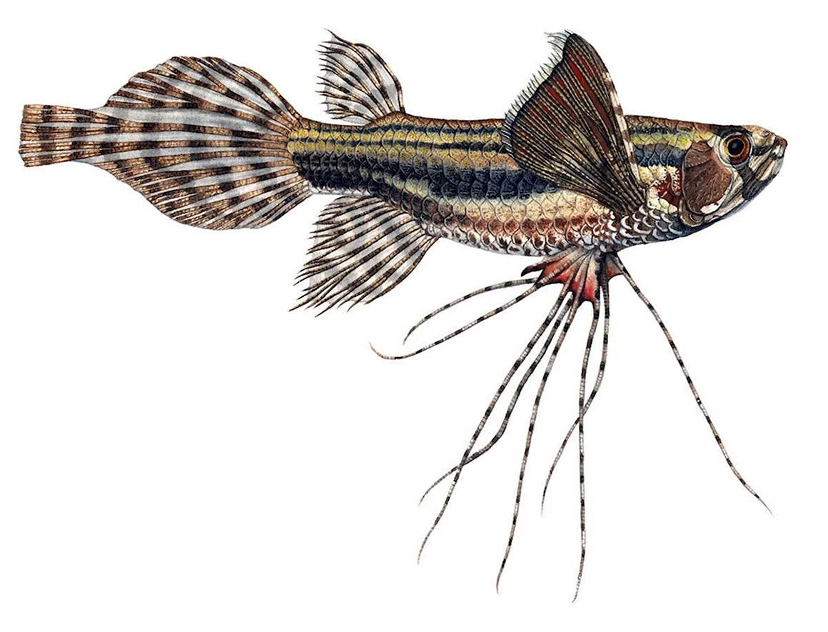 Marcusenius angolensis