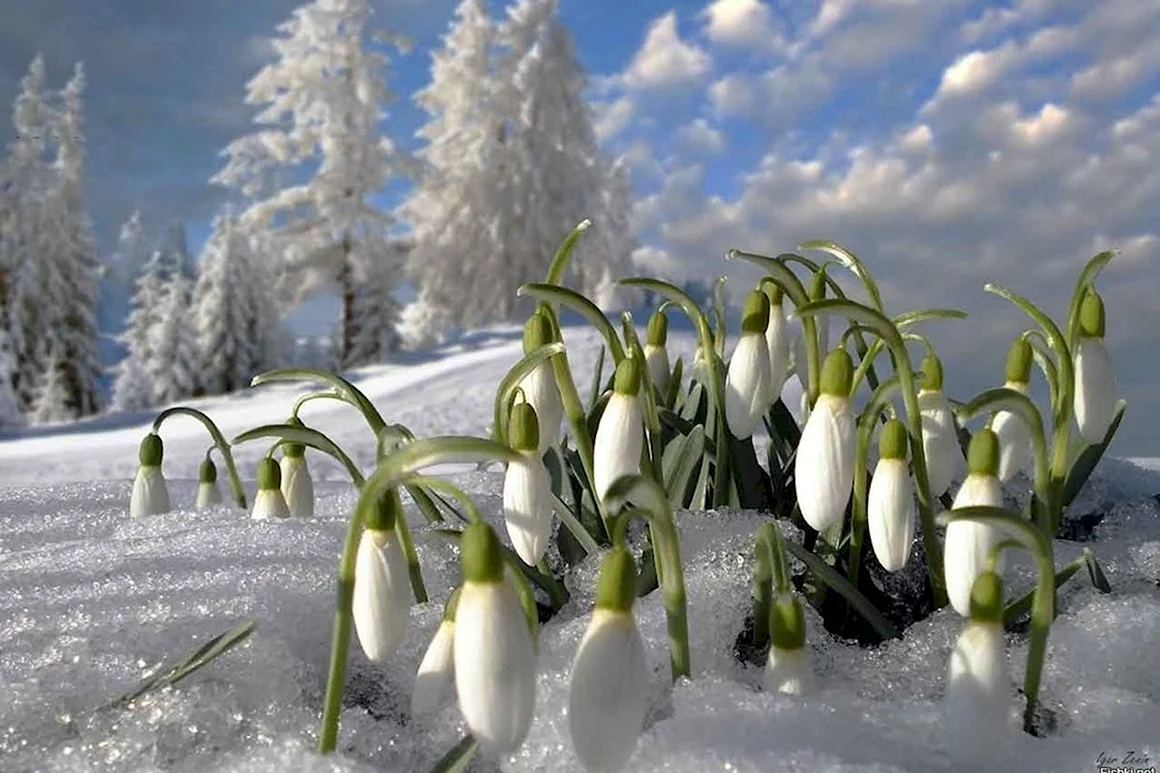 Март природа