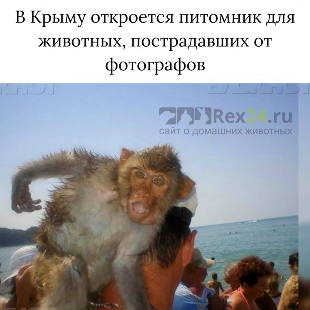 Мартышка на пляже