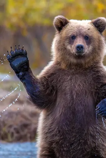 Медведь Гризли