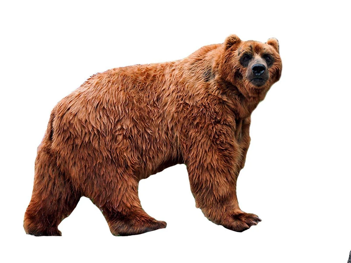 Медведь Гризли