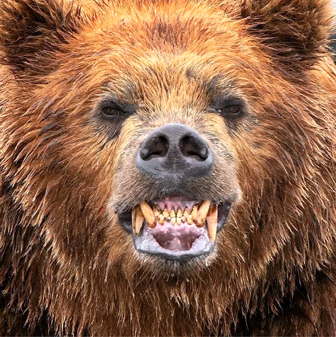Медведь Гризли