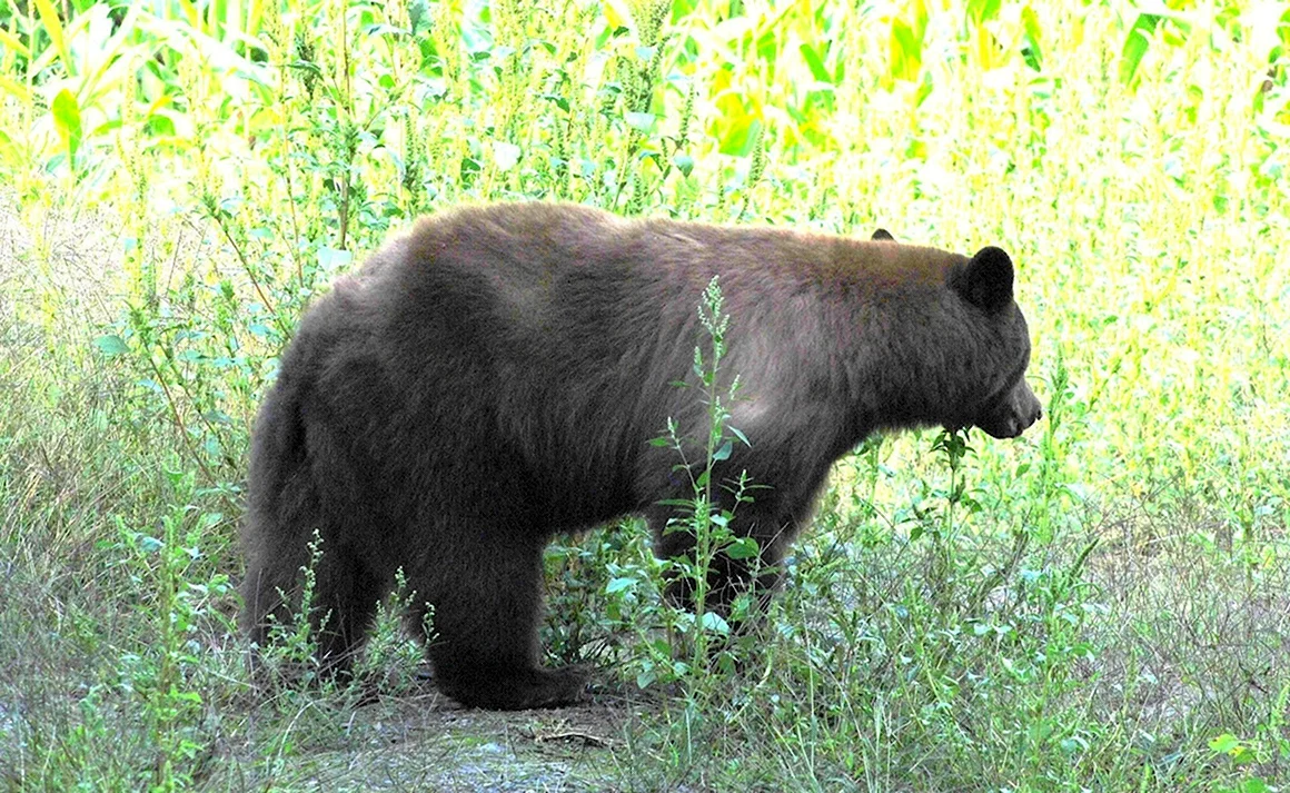 Медведь Гризли хвост