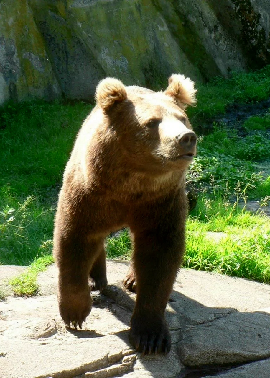 Медведь Гризли хвост