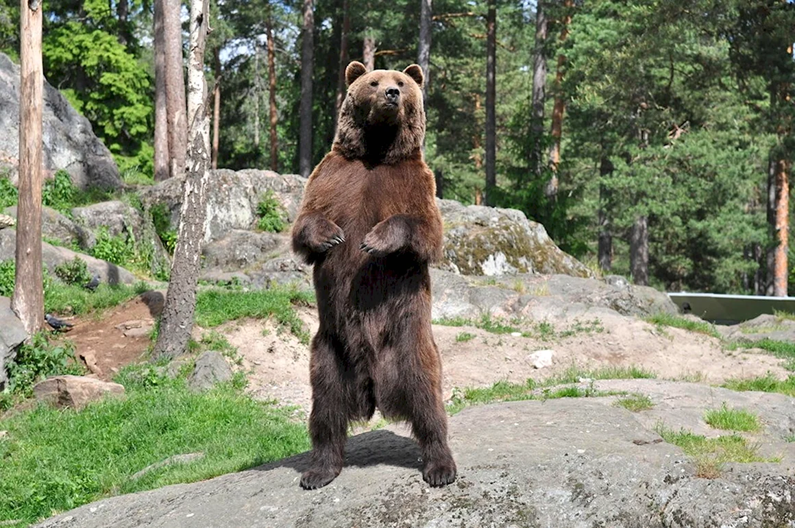 Медведь Гризли на задних лапах