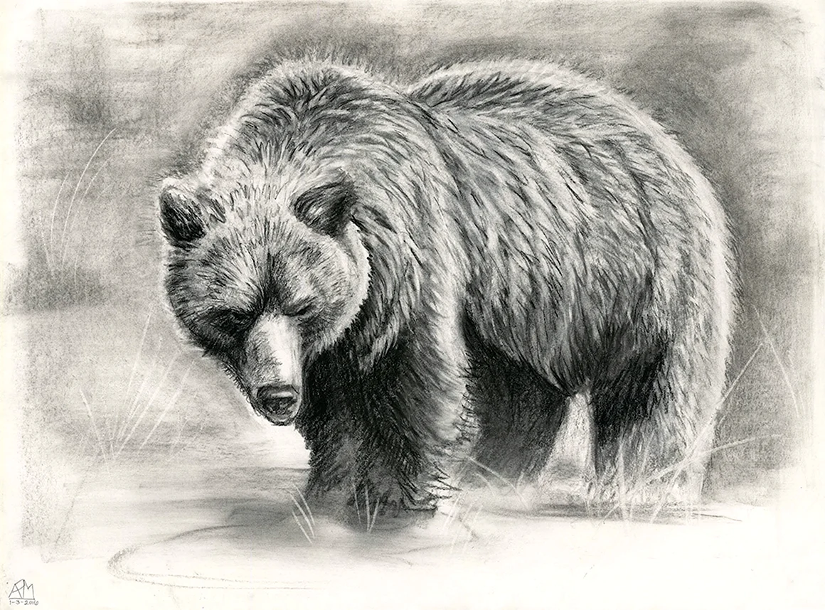 Медведь рисунок