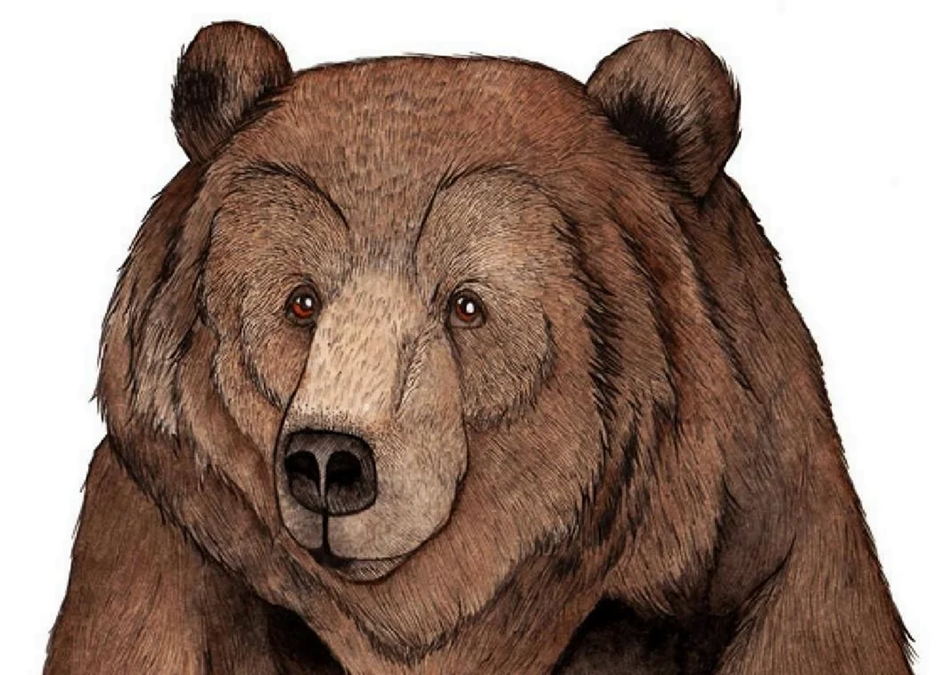 Медведь рисунок