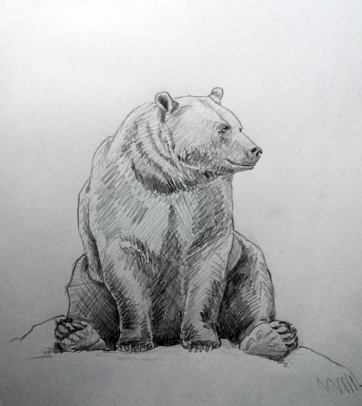 Медведь рисунок карандашом