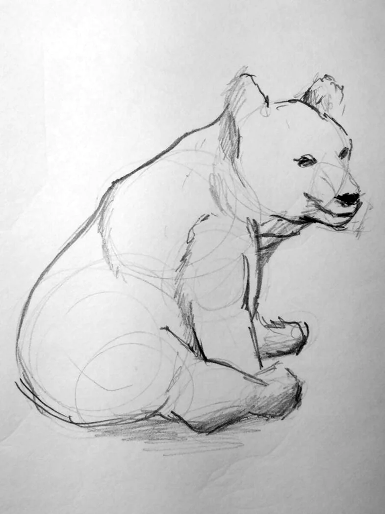 Медведь рисунок карандашом