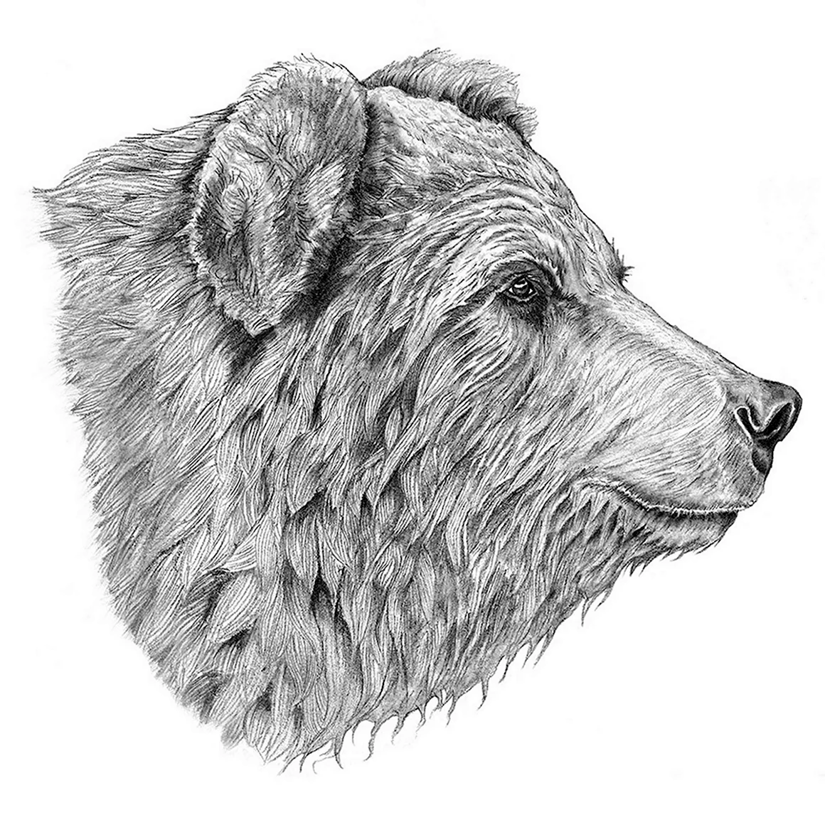 Медведь рисунок карандашом
