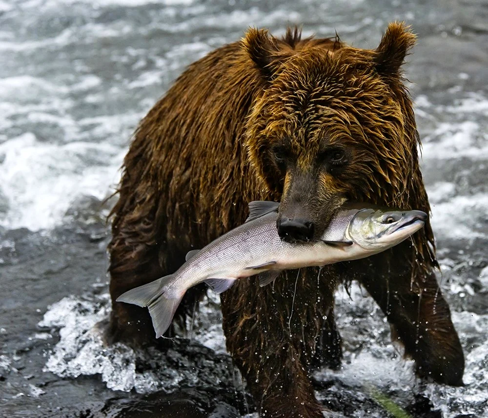 Медведь с рыбой