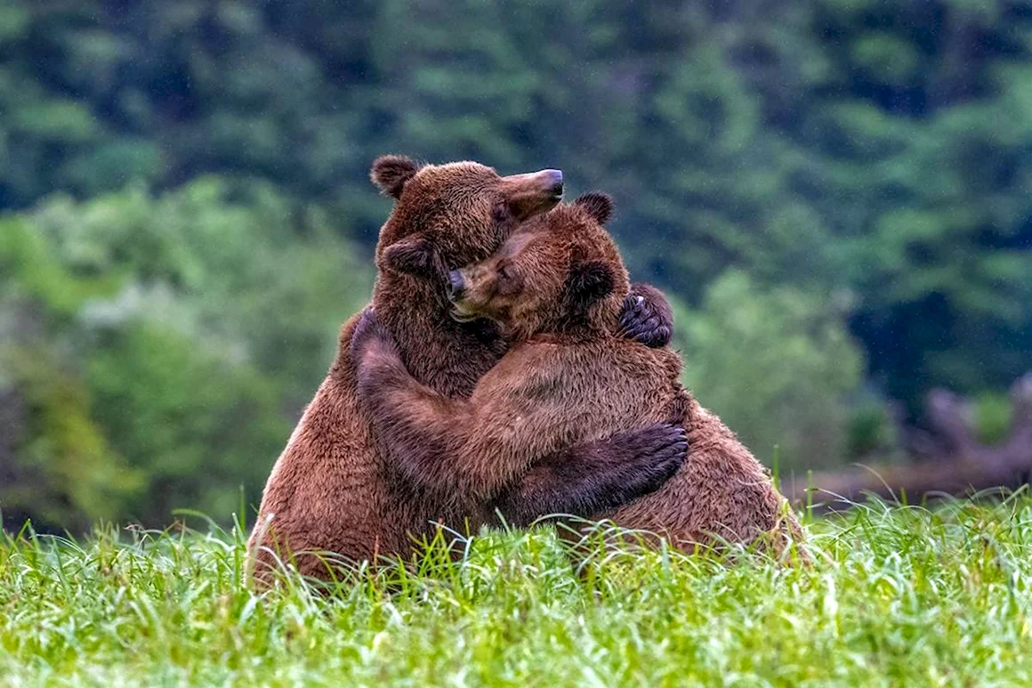 Медведи обнимаются
