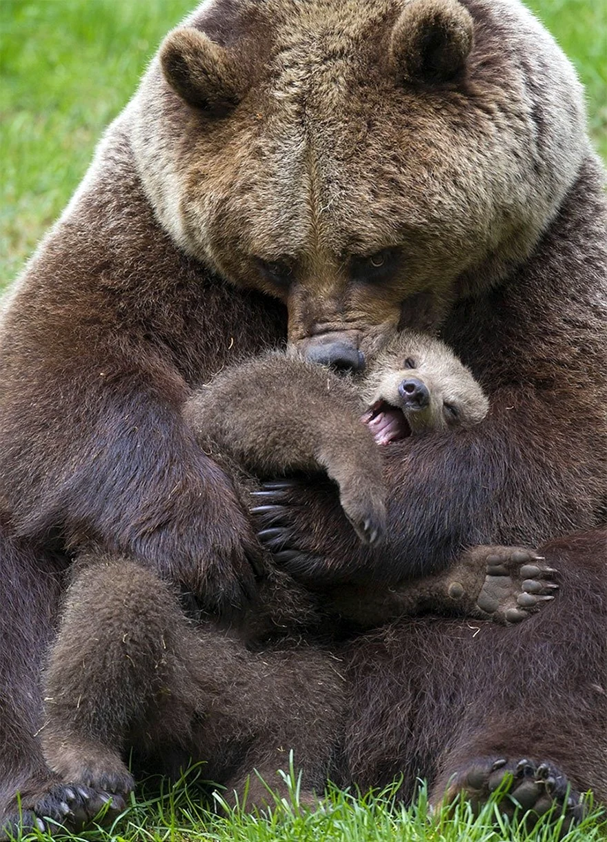 Медведица с медвежатами