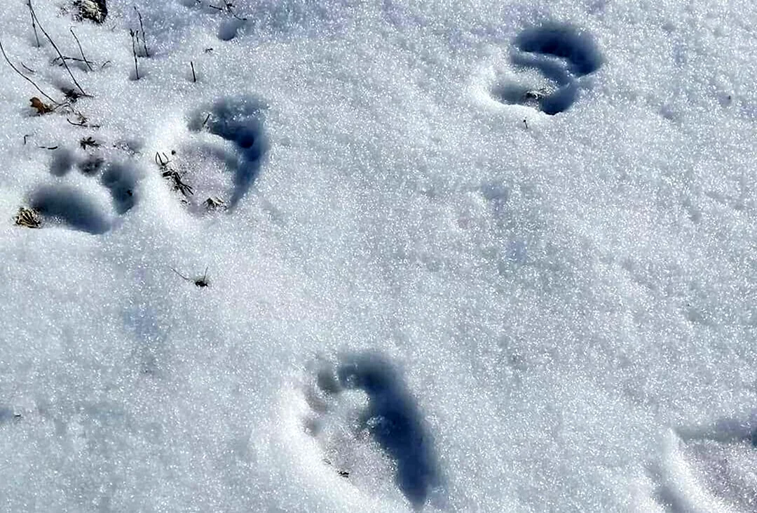 Медвежьи следы на снегу