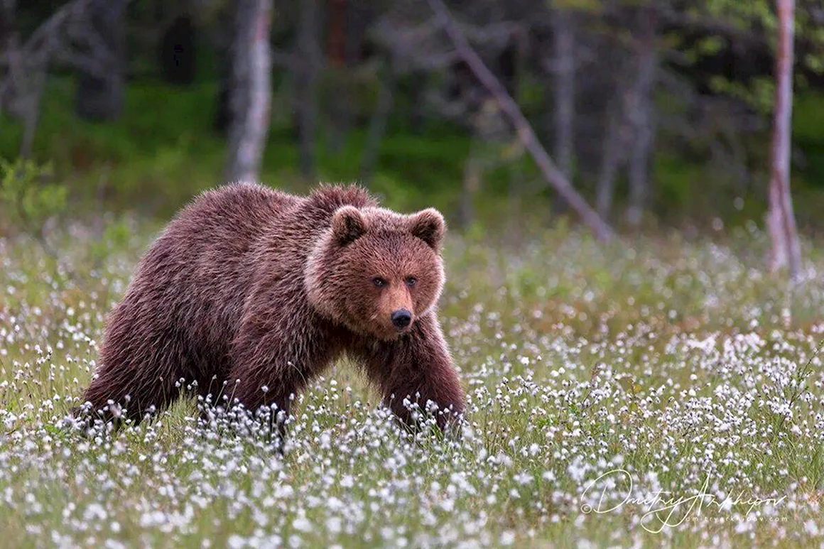 Медвежонок