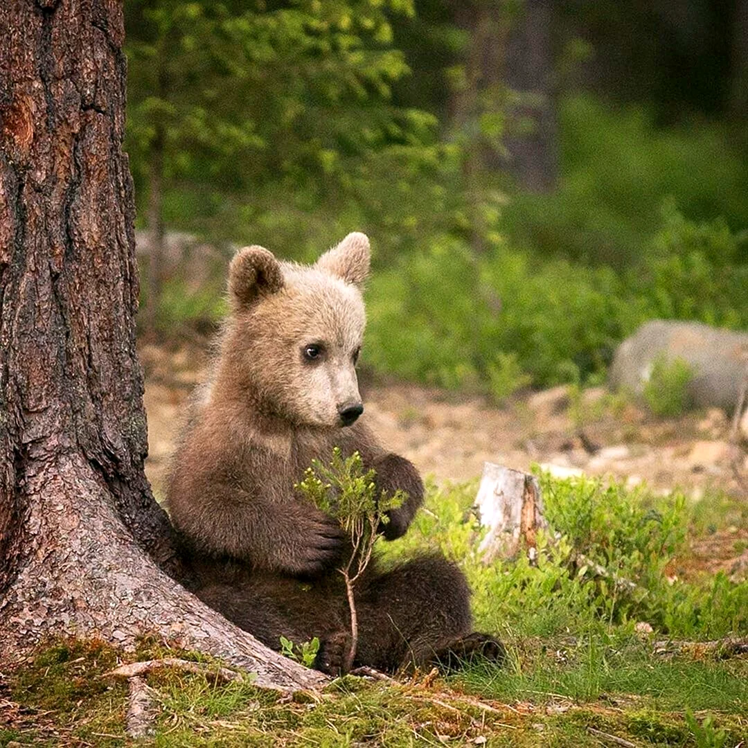 Медвежонок